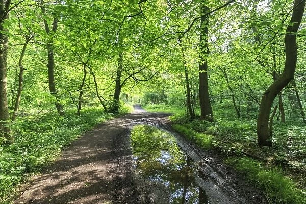 Trees in spring leaf provide canopy over hiking path with puddle reflections, Millers Dale