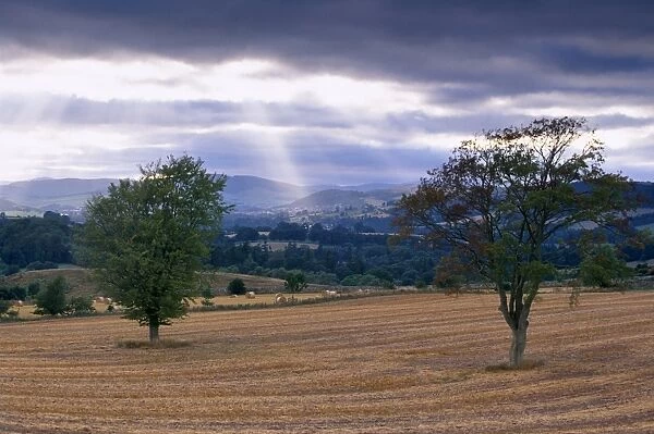 Trees and Tweed valley near Melrose