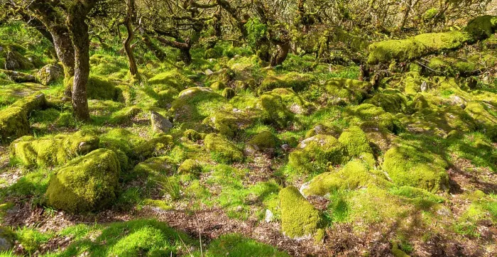 Framed Print : Trees in upland oakwood, moss covered granite boulders, Wistman's Wood, Dartmoor, south Devon, England, United Kingdom, Europe Framed Print : Trees in upland oakwood, moss covered granite boulders, Wistman's Wood, Dartmoor, south Devon, England, United Kingdom, Europe