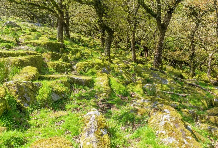 Framed Print : Trees in upland oakwood, moss covered granite boulders, Wistman's Wood, Dartmoor, south Devon, England, United Kingdom, Europe Framed Print : Trees in upland oakwood, moss covered granite boulders, Wistman's Wood, Dartmoor, south Devon, England, United Kingdom, Europe