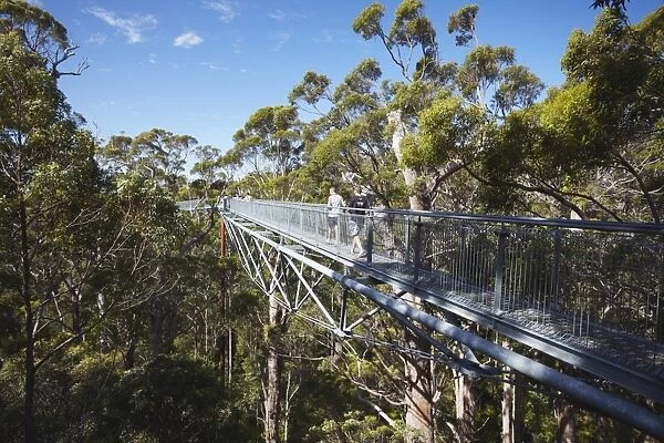 Treetop Walk in Valley of the Giants, Walpole, Western Australia, Australia, Pacific
