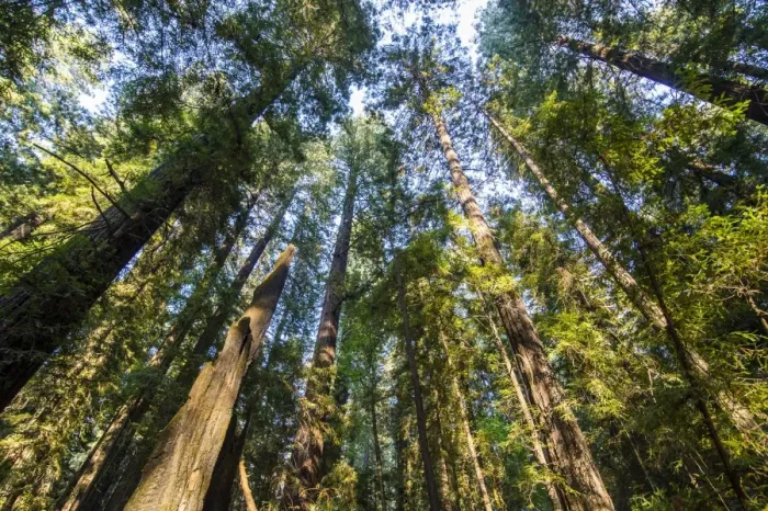 Framed Print : The treetops of the Redwood trees in the Avenue of the Giants, Northern California, USA Framed Print : The treetops of the Redwood trees in the Avenue of the Giants, Northern California, USA