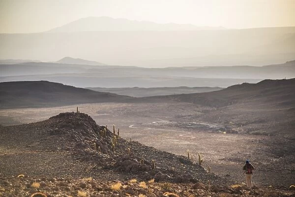 Trekking at sunset in Cactus Valley (Los Cardones Ravine), Atacama Desert, North Chile