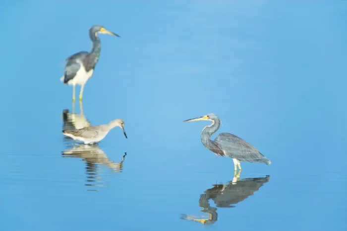 Framed Print : Tricolored herons (Egretta tricolor) standing in water, Sanibel Island, J Framed Print : Tricolored herons (Egretta tricolor) standing in water, Sanibel Island, J