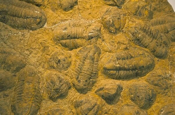 Trilobites (Platypectoides)