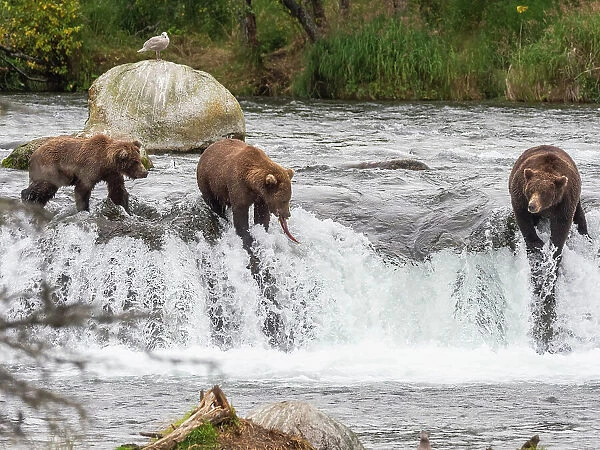 A trio of brown bears (Ursus arctos) fishing for salmon at Brooks Falls, Katmai National Park and Preserve, Alaska, United States of America, North America