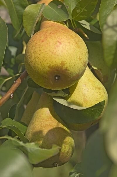 A trio of ripe pears