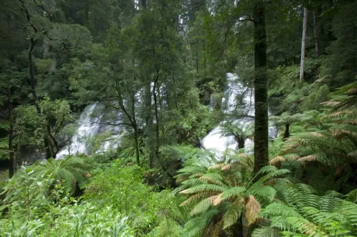 Framed Print : Triplet Falls, Otway National Park, Victoria, Australia, Pacific Framed Print : Triplet Falls, Otway National Park, Victoria, Australia, Pacific
