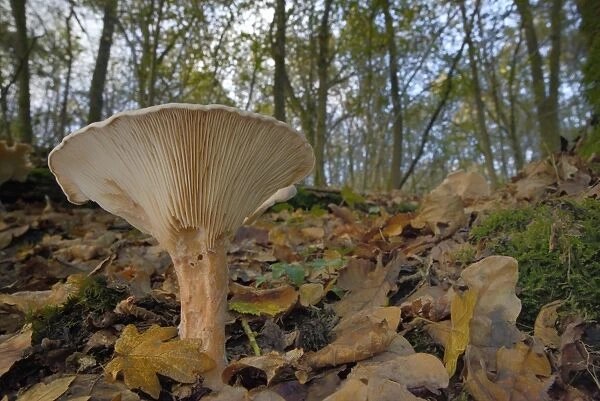 Trooping funnel (Monks head mushroom) (Clitocybe) (Infundibulicybe geotropa), Gloucestershire