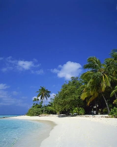 A tropical beach with palm trees in the Maldive Islands, Indian Ocean, Asia