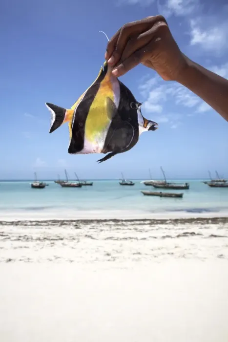 Framed Print : A tropical fish on Nungwi beach, Zanzibar, Tanzania, East Africa, Africa Framed Print : A tropical fish on Nungwi beach, Zanzibar, Tanzania, East Africa, Africa