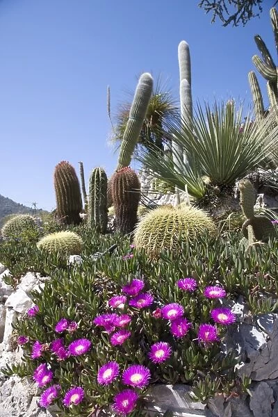 The tropical garden (Jardin Exotique), Eze, Alpes Maritimes, Provence, Cote d Azur