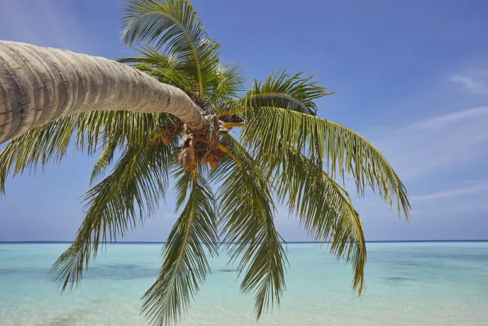 Framed Print : A tropical island beachside coconut palm, Gaafu Dhaalu atoll Framed Print : A tropical island beachside coconut palm, Gaafu Dhaalu atoll