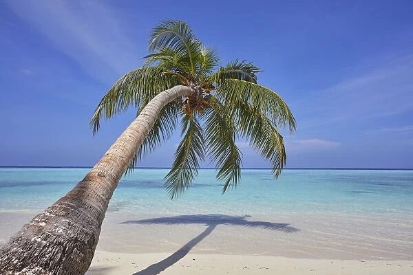A tropical island beachside coconut palm, Gaafu Dhaalu atoll