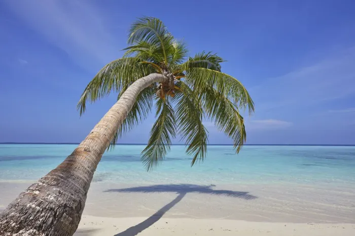 Framed Print : A tropical island beachside coconut palm, Gaafu Dhaalu atoll Framed Print : A tropical island beachside coconut palm, Gaafu Dhaalu atoll