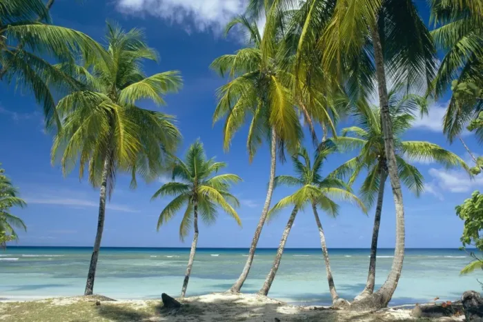 Framed Print : Tropical landscape of palm trees with sea in the background Framed Print : Tropical landscape of palm trees with sea in the background