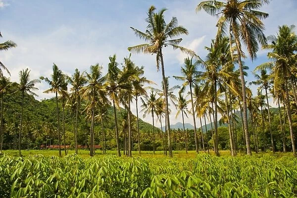 Tropical palm trees, Mangsit Beach, Lombok, Indonesia, Southeast Asia, Asia
