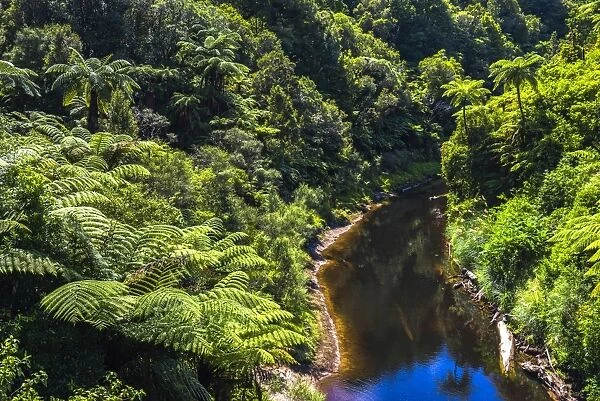 Tropical rainforest scenery on State Highway 43 (Forgotten World Highway), Taranaki Region