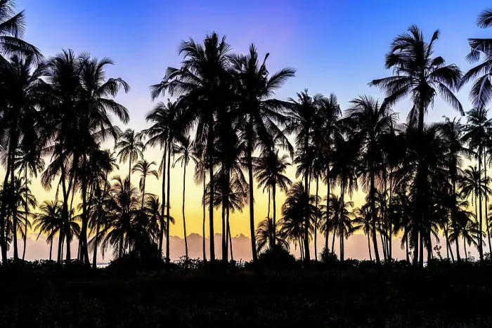 Framed Print : Tropical sunrise over silhouettes of palm trees, Zanzibar, Tanzania, East Africa, Africa Framed Print : Tropical sunrise over silhouettes of palm trees, Zanzibar, Tanzania, East Africa, Africa