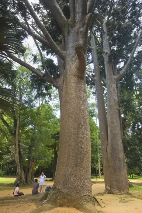 Framed Print : Tropical tree with large smooth trunk in the 60 hectare Royal Botanic Gardens at Peradeniya Framed Print : Tropical tree with large smooth trunk in the 60 hectare Royal Botanic Gardens at Peradeniya