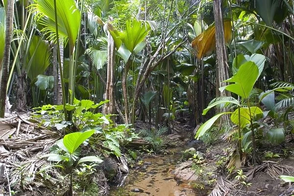 Tropical vegetation on banks of stream in the Vallee de Mai Nature Reserve