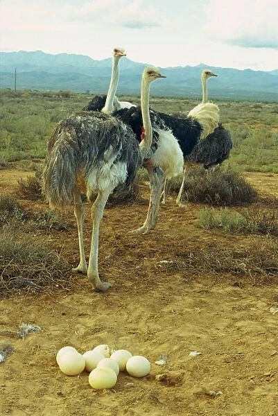 A troupe of ostriches with their progeny