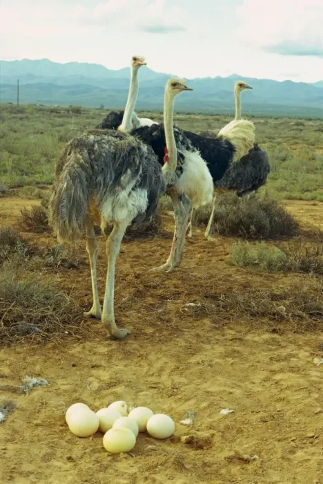 Framed Print : A troupe of ostriches with their progeny Framed Print : A troupe of ostriches with their progeny