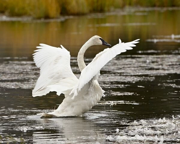 Trumpeter Swan (Cygnus buccinator) stretching its wings on a pond, Tok Cutoff