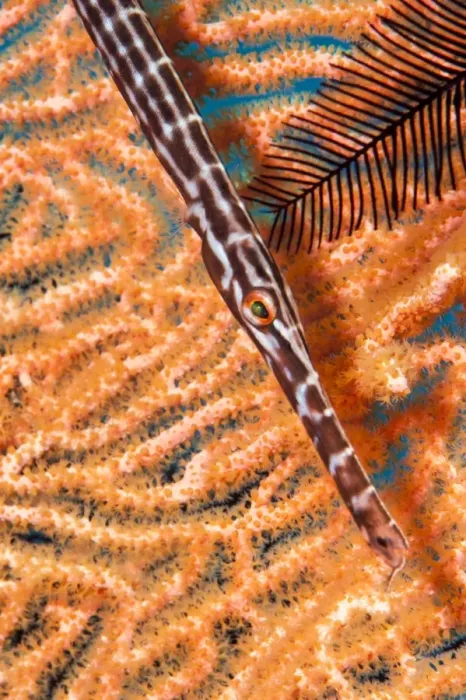 Framed Print : Trumpetfish (Aulostomidae), Sulawesi, Indonesia, Southeast Asia, Asia Framed Print : Trumpetfish (Aulostomidae), Sulawesi, Indonesia, Southeast Asia, Asia