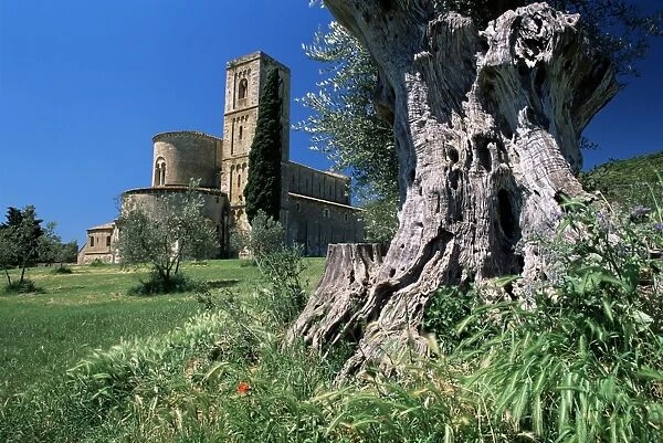 Trunk of ancient olive tree with the abbey of Sant Antimo beyond