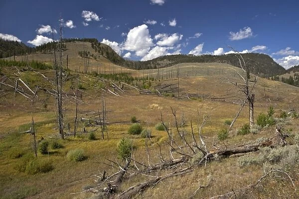 Trunks of lodgepole pines on Blacktail Deer Plateau, Yellowstone National Park, UNESCO World Heritage Site, Wyoming, United States of America, North America
