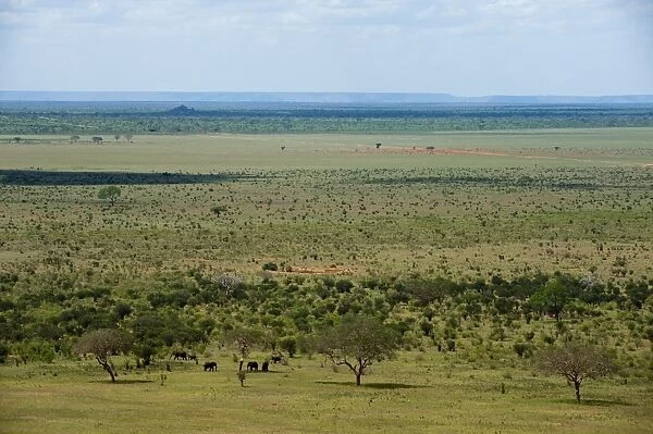 Tsavo East National Park, Kenya, East Africa, Africa