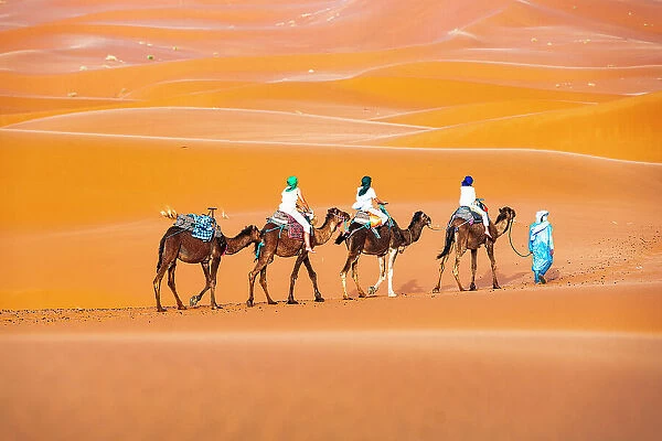Tuareg man leading a camel train of tourists on the sand dunes of Erg Chebbi, Merzouga, Sahara Desert, Morocco, North Africa, Africa