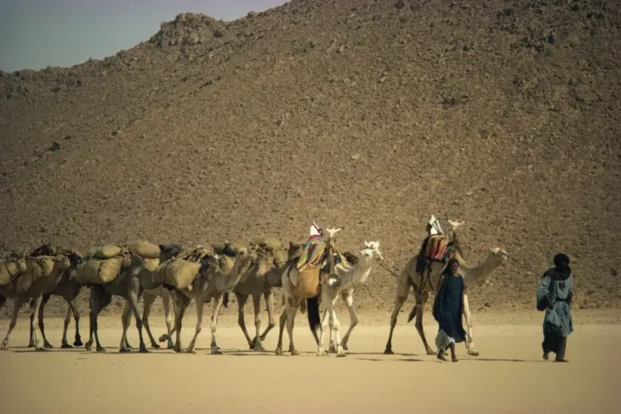 Framed Print : Tuareg people leading camel train across desert, Algeria, North Africa, Africa Framed Print : Tuareg people leading camel train across desert, Algeria, North Africa, Africa
