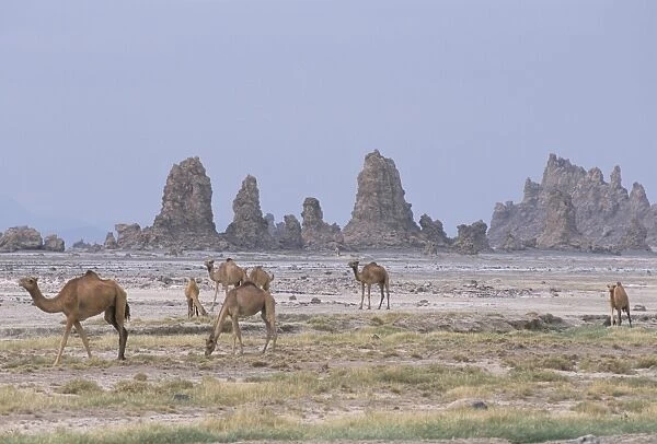 Tufa towers at Lac Abhe (Abbe), formed by hot springs beneath old lake at higher level