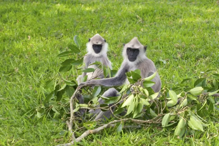 Framed Print : Tufted gray langurs (semnopithecus priam), Anuradhapura, Sri Lanka Framed Print : Tufted gray langurs (semnopithecus priam), Anuradhapura, Sri Lanka