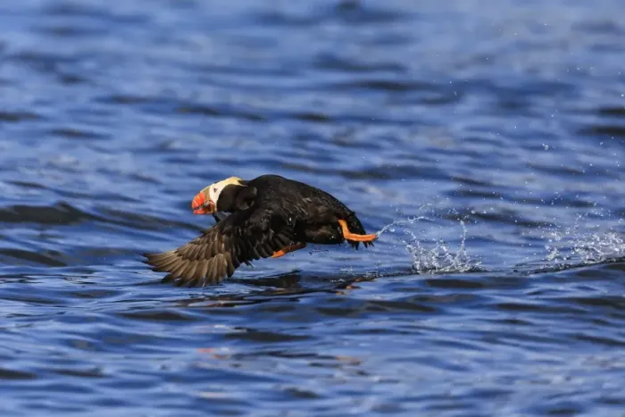 Framed Print : Tufted puffin (Fratercula cirrhata) in flight over the sea, with catch, Sitka Sound Framed Print : Tufted puffin (Fratercula cirrhata) in flight over the sea, with catch, Sitka Sound