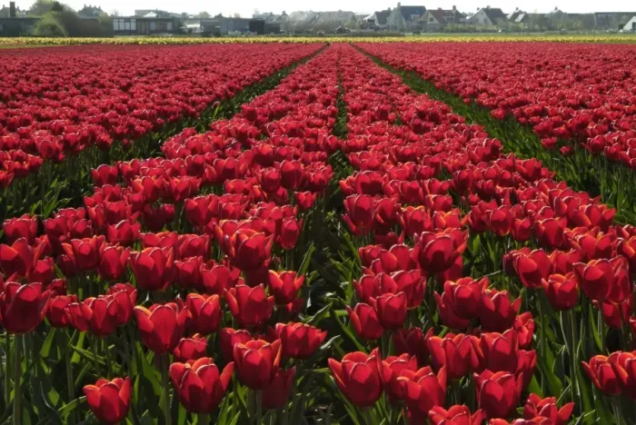 Framed Print : Tulip bulb fields Framed Print : Tulip bulb fields