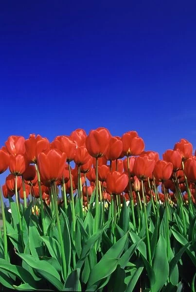 Tulip field, Holland, Europe