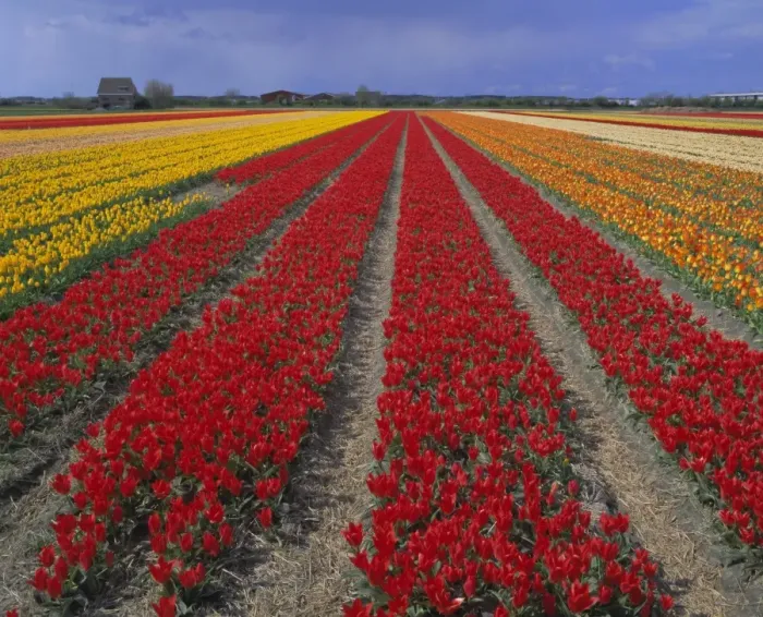 Framed Print : Tulip fields Framed Print : Tulip fields