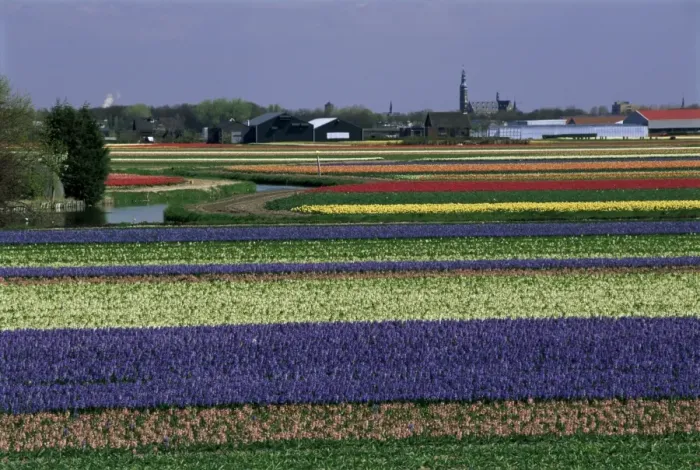 Framed Print : Tulip fields Framed Print : Tulip fields