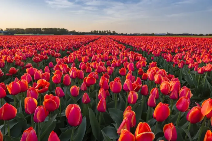 Framed Print : Tulip fields around Lisse, South Holland, The Netherlands, Europe Framed Print : Tulip fields around Lisse, South Holland, The Netherlands, Europe