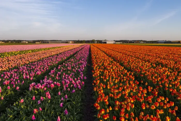 Framed Print : Tulip fields around Lisse, South Holland, The Netherlands, Europe Framed Print : Tulip fields around Lisse, South Holland, The Netherlands, Europe