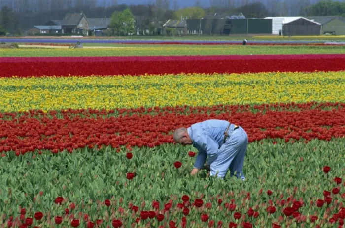 Framed Print : Tulip fields near Keukenhof, Holland, Europe Framed Print : Tulip fields near Keukenhof, Holland, Europe