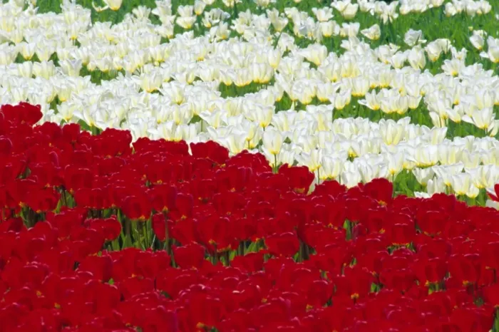 Framed Print : Tulip fields near Lisse  /  Keukenhof