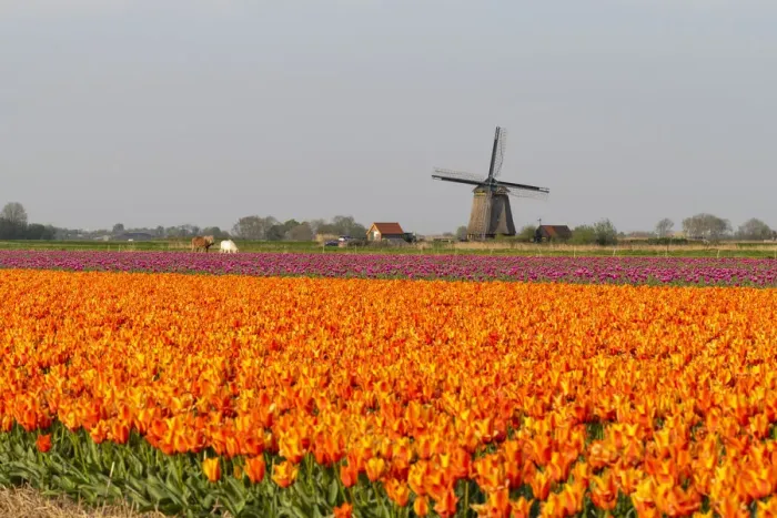 Framed Print : Tulip fields and Windmills, Lisse, South Holland, The Netherlands, Europe Framed Print : Tulip fields and Windmills, Lisse, South Holland, The Netherlands, Europe