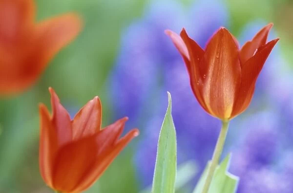 Tulip, (Tulipa spec)
