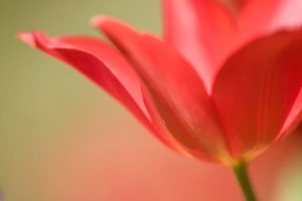 Tulip, (Tulipa spec