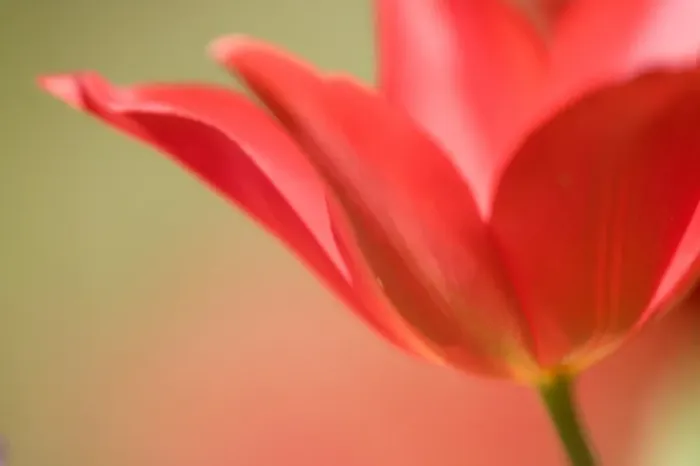 Framed Print : Tulip, (Tulipa spec
