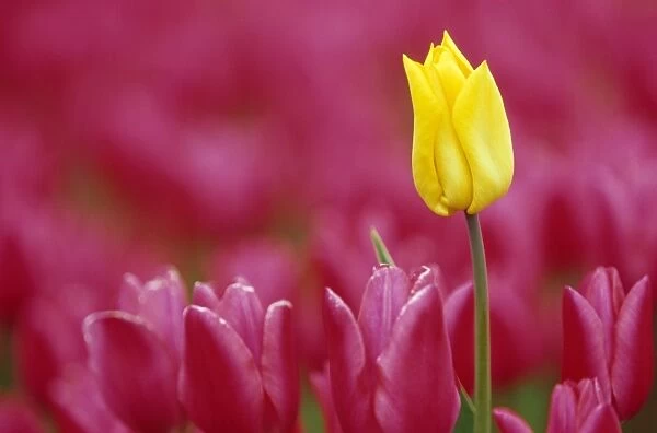 Tulip, Tulipa species